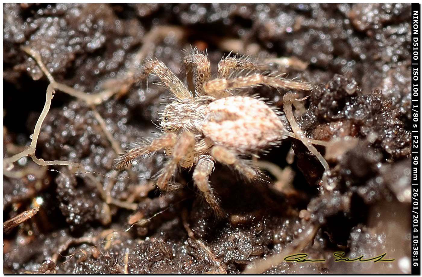 Thanatus sp. - Monte Santu Pedru (Alghero, SS)